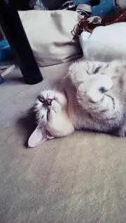 みーこ