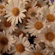 daisyの画像
