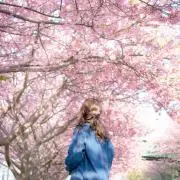 Sakuraの画像