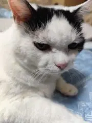 はなの画像