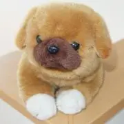 わんこの画像