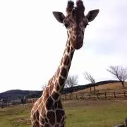 きりん