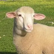 値下げNG　あじさい　メッセージなし歓迎の画像