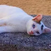 さっさ