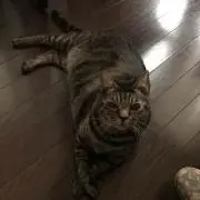 kikiの画像