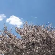 Kenchi_02の画像