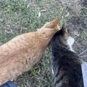 ももちゃん
