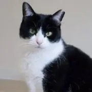 Saya
