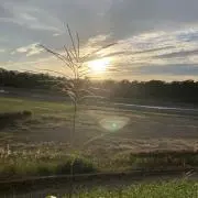 クロコダイル