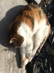 にゃんこ