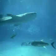 キタしん