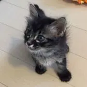 Leo.K