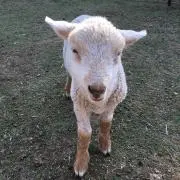 nao