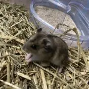 きゃが