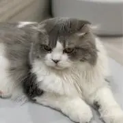 め