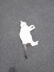 ももんが(●´ω`●)の画像