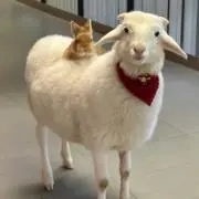 くま森の画像