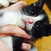 りーの画像