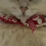 ddの画像