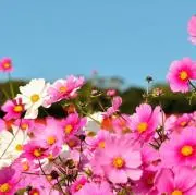 sakusakuの画像