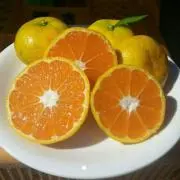 みかん