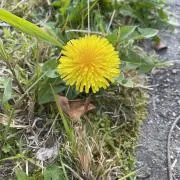 ももの画像