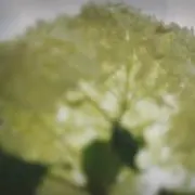 yurarirari