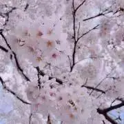 ことりの画像
