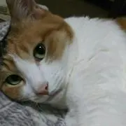 ちゃこの画像