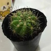 松☆梅