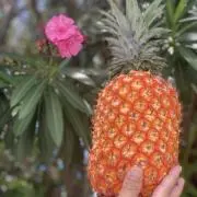 沖縄くだもの日和の画像