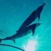 SLIMの画像