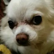 アトム