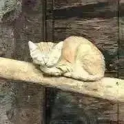 やぐちの画像