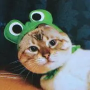blue cat’sの画像