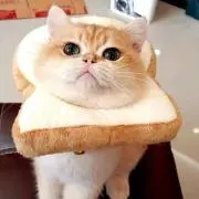 ハシヅメハル