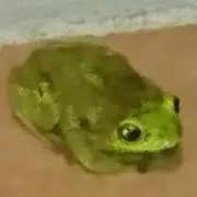 セイスケ