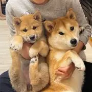 ぶぅちゃん