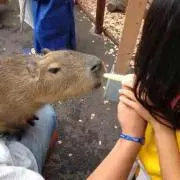 たっぷの画像