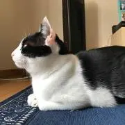 こず