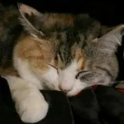 れーちゃんの画像