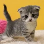 'まさ