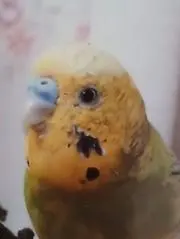 まぜごはん