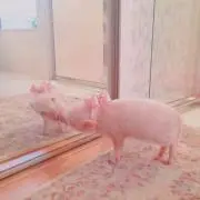 just 萌豚