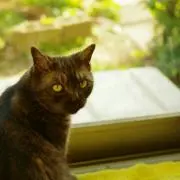 うたこの画像
