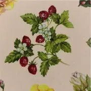 みかんかんの画像