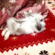 やおさんの画像