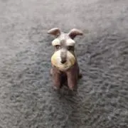 シュナちゃんの画像
