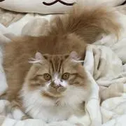 モコ猫の画像