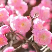 ♢﻿のんびり主婦♢﻿無言購入⭕️の画像